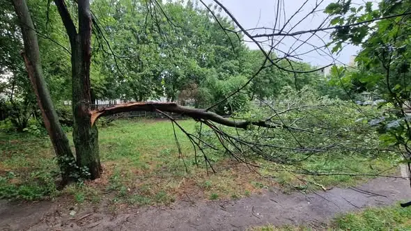 Powalone drzewo na ul. Sieradzkiej w Opolu – interwencja strażaków