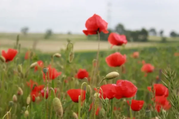 Dożynki Gminno-Parafialne w Żelaznej – zaproszenie na wspólne świętowanie